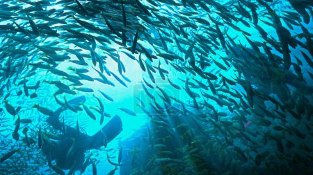 Téléchargez les photos : Photo sous-marine de plongeurs sur une épave entourée d'un banc de poissons - Couleuvre obscure jaune. - en image libre de droit