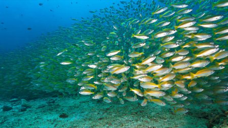 Téléchargez les photos : Photographie artistique sous-marine de bancs de poissons en haute mer - Yellow Bigeyed Snapper fish - en image libre de droit