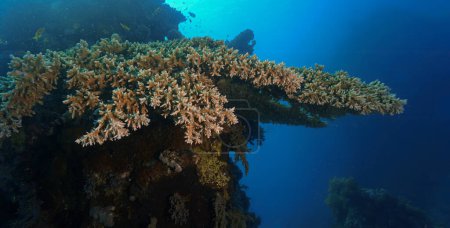 Photo for Underwater photo from a scuba dive. Table coral in the depths of the Red Sea in Egypt. - Royalty Free Image