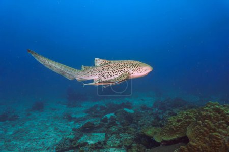 Foto de Foto submarina de un tiburón leopardo o un tiburón cebra nadando en un arrecife de coral - Imagen libre de derechos