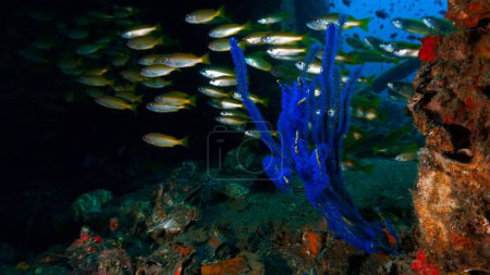 Téléchargez les photos : Photo sous-marine de vie marine, de coraux et de poissons sur une épave dans le sud de la Thaïlande. Mer d'Andaman. - en image libre de droit