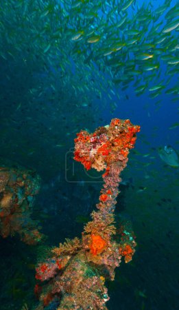 Foto de Foto submarina de vida marina, corales y peces en un naufragio en el sur de Tailandia. Mar de Andamán. - Imagen libre de derechos