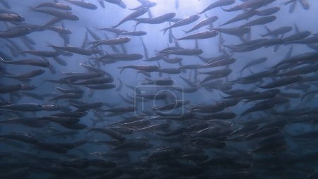 Photo for Underwater photo of school of fish. From a scuba dive in the Andaman Sea. Thailand. - Royalty Free Image