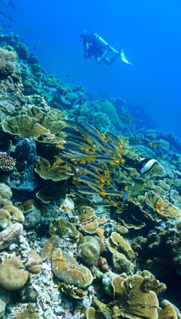 Téléchargez les photos : Photo sous-marine d'un plongeur et haut-fond de poissons sur un récif corallien - en image libre de droit