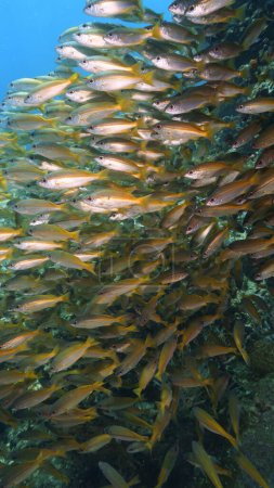 Foto de Foto submarina de la escuela de peces. Pez pargo amarillo. Desde una inmersión en el mar de Andamán. Tailandia. - Imagen libre de derechos