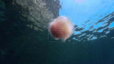 Foto de Foto artística submarina de una medusa rosa. Desde una inmersión en el mar de Andamán en Tailandia. Océano Índico. - Imagen libre de derechos