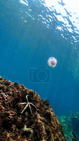 Foto de Foto artística submarina de una medusa rosa. Desde una inmersión en el mar de Andamán en Tailandia. Océano Índico. - Imagen libre de derechos