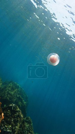 Photo for Artistic underwater photo of a pink Jellyfish. From a scuba dive in the Andaman Sea in Thailand. Indian Ocean. - Royalty Free Image