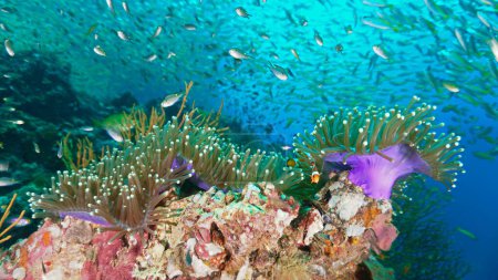 Foto de Foto submarina de anémona en un arrecife de coral. Desde una inmersión en el mar de Andamán en Tailandia, - Imagen libre de derechos