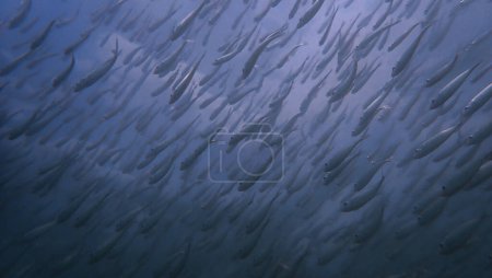 Underwater photo of school of fish. From a scuba dive in the Andaman Sea. Thailand.