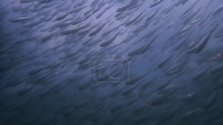 Téléchargez les photos : Photo sous-marine d'un banc de poissons. D'une plongée sous-marine dans la mer d'Andaman. Thaïlande. - en image libre de droit