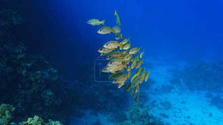 Téléchargez les photos : Photo artistique sous-marine d'un banc de poissons dans la mer bleu profond à un récif corallien - en image libre de droit