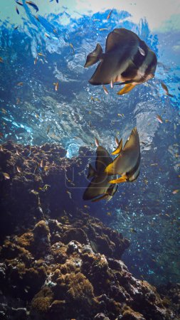 Artistic underwater photography of a school of batfish at a coral reef. From a scuba dive in Thailand. 