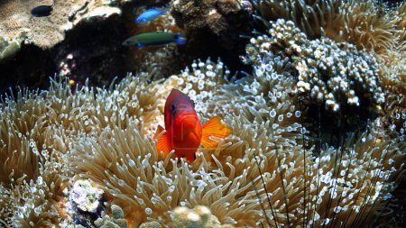 Foto de Foto submarina de un pez Anémona de Tomate. Desde una inmersión en aguas tropicales - Imagen libre de derechos