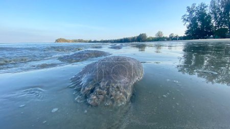 Photo for Jellyfish invasion and sea pollution at a beach in april in the south of Thailand - Royalty Free Image