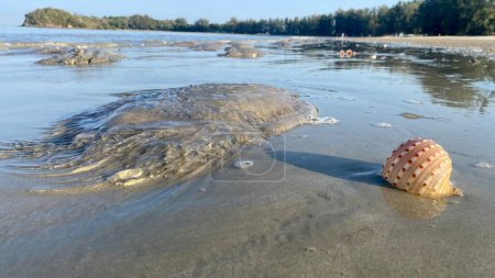 Foto de Invasión de medusas y contaminación del mar en una playa en abril en el sur de Tailandia - Imagen libre de derechos