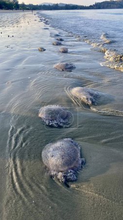  Jellyfish invasion and sea pollution at a beach in april in the south of Thailand
