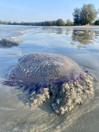 Téléchargez les photos : Invasion de méduses et pollution marine sur une plage en avril dans le sud de la Thaïlande - en image libre de droit