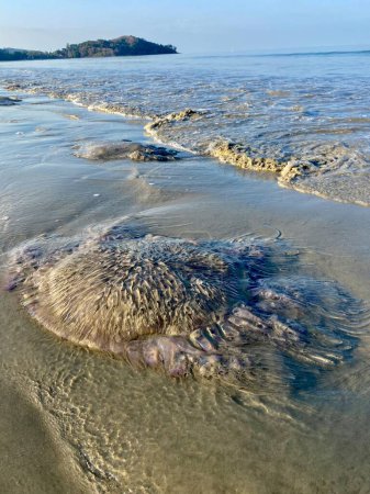 Foto de Invasión de medusas y contaminación del mar en una playa en abril en el sur de Tailandia - Imagen libre de derechos