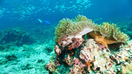 Téléchargez les photos : Photo sous-marine d'anémone sur un récif corallien. D'une plongée sous-marine dans la mer d'Andaman en Thaïlande, - en image libre de droit