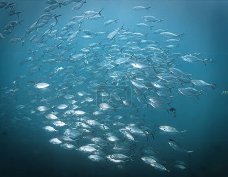 Underwater photo of school of fish. Mackerel fish. From a scuba dive in the Andaman Sea. Thailand.