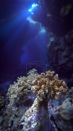 Téléchargez les photos : Photo sous-marine de coraux colorés à l'intérieur d'une grotte avec des rayons de soleil. D'une plongée sous-marine dans la mer Rouge en Egypte. - en image libre de droit