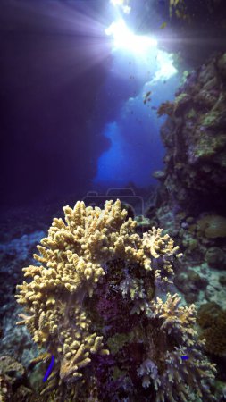 Foto de Foto submarina de corales de colores dentro de una cueva con rayos de luz solar. Desde una inmersión en el Mar Rojo en Egipto. - Imagen libre de derechos
