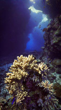 Foto submarina de corales de colores dentro de una cueva con rayos de luz solar. Desde una inmersión en el Mar Rojo en Egipto.