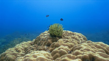 Unterwasserfoto eines schönen grünen Federsterns an einem Korallenriff