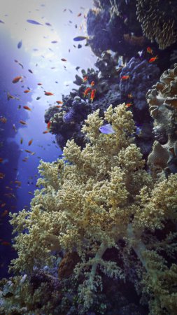 Téléchargez les photos : Photo sous-marine de coraux mous. D'une plongée sous-marine dans la mer Rouge en Egypte. - en image libre de droit