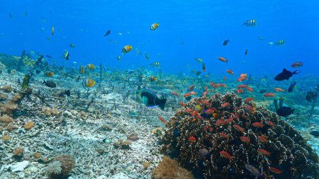 Téléchargez les photos : Photo sous-marine de la conservation des coraux et d'un récif corallien coloré qui ressemble à une prairie. D'une plongée sous-marine au large des côtes de l'île de Nusa Lembongan, Bali en Indonésie. - en image libre de droit