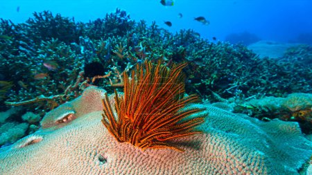 Photo sous-marine d'une étoile de mer à plumes. D'une plongée sous-marine à Bali, Indonésie.