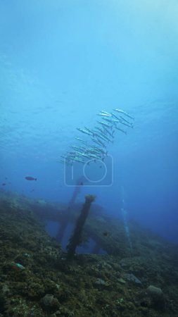 Foto de Foto submarina de la escuela de peces barracuda. Buceo desde el naufragio USS Liberty en Tulamben, Bali, Indonesia. - Imagen libre de derechos