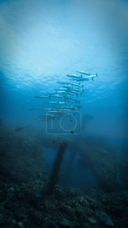 Photo sous-marine d'un banc de poissons barracudas sous les rayons du soleil. Plongée sous-marine depuis l'épave USS Liberty à Tulamben, Bali, Indonésie.