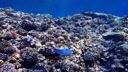 Téléchargez les photos : Underwater photo of a colorful coral reef - en image libre de droit