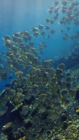 Foto de Underwater photography of school of Spade fish in beautiful light at a artificial coral reef off the coast of Bali in Indonesia. - Imagen libre de derechos