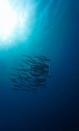 Underwater photo of school of barracuda fish in rays of sunlight. Scuba dive from the shipwreck USS Liberty in Tulamben, Bali, Indonesia.