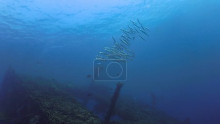 Photo sous-marine d'un banc de poissons barracudas sous les rayons du soleil. Plongée sous-marine depuis l'épave USS Liberty à Tulamben, Bali, Indonésie.