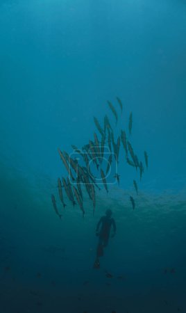 Unterwasser-Foto von Barrakuda-Fischschwärmen und einem freien Taucher. Tauchgang vom Schiffswrack USS Liberty in Tulamben, Bali, Indonesien.