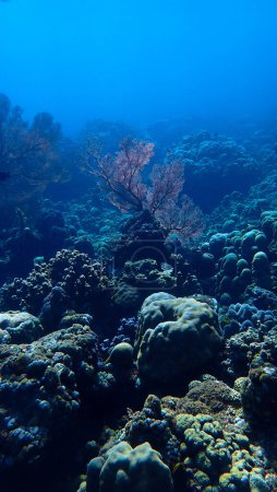 Foto submarina de un hermoso abanico de coral marino gorgoniano en rayos de luz en un arrecife de coral. Desde una inmersión en la costa de la isla de Bali en Indonesia. Países Bajos