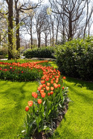 Téléchargez les photos : 14 avril 2022 Lisse Pays-Bas. Le jardin de printemps de Keukenhof à Lisse est l'une des plus grandes attractions des Pays-Bas. - en image libre de droit