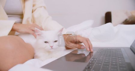 femme travaillant sur ordinateur portable en ligne couché sur le lit dans la chambre avec son chat et caressant animal de compagnie généalogique mignon. Petits meilleurs amis. Animaux domestiques heureux à la maison, concept de travail à domicile