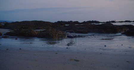 Un pájaro solitario se alimenta al atardecer en una playa rocosa, con el suave resplandor del atardecer iluminando la escena.