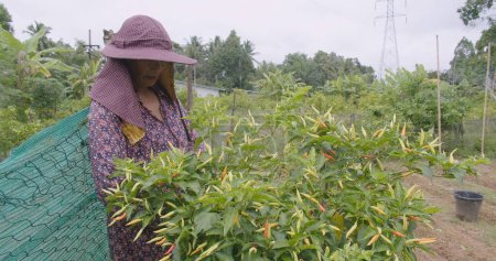 Mujer asiática mayor agricultora cosechando ingredientes picantes chiles rojos frescos en el campo de jardín orgánico - Concepto de jardinería orgánica en el hogar