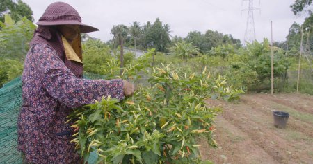 Senior Asian Woman Farmer Harvesting Spicy Ingredients Fresh Red Chili Peppers in Organic Garden Countryside - Organic Home Gardening Concept