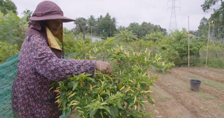 Mujer asiática mayor agricultora cosechando ingredientes picantes chiles rojos frescos en el campo de jardín orgánico - Concepto de jardinería orgánica en el hogar