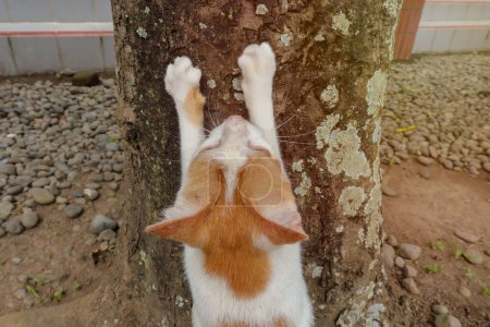 Téléchargez les photos : Le chat turc Van se reproduit en aiguisant ses ongles sur une branche d'arbre - en image libre de droit