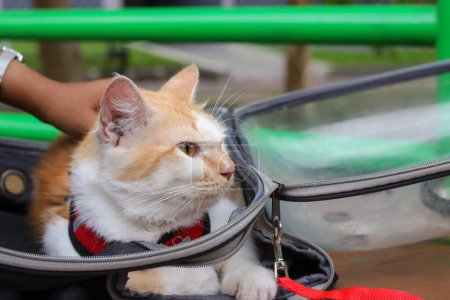 Téléchargez les photos : Le chat orange sortant timidement de son sac à dos, l'animal joue dehors avec son propriétaire - en image libre de droit