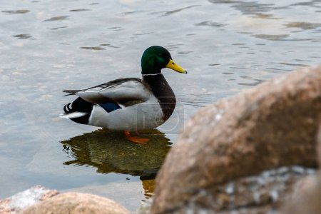 Photo for A wild male duck stands in the water on a stone shallow. Close-up of a beautiful mallard drake. Frosty winter day - Royalty Free Image
