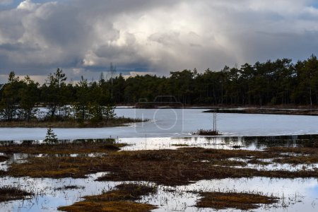 Téléchargez les photos : Paysage d'un marais forestier printanier. La majeure partie de l'eau est recouverte de glace fondante. Îles sans neige avec de petits pins. Chaussettes avec mousse rouge. Des nuages orageux couvrent le soleil. Feu arrière - en image libre de droit